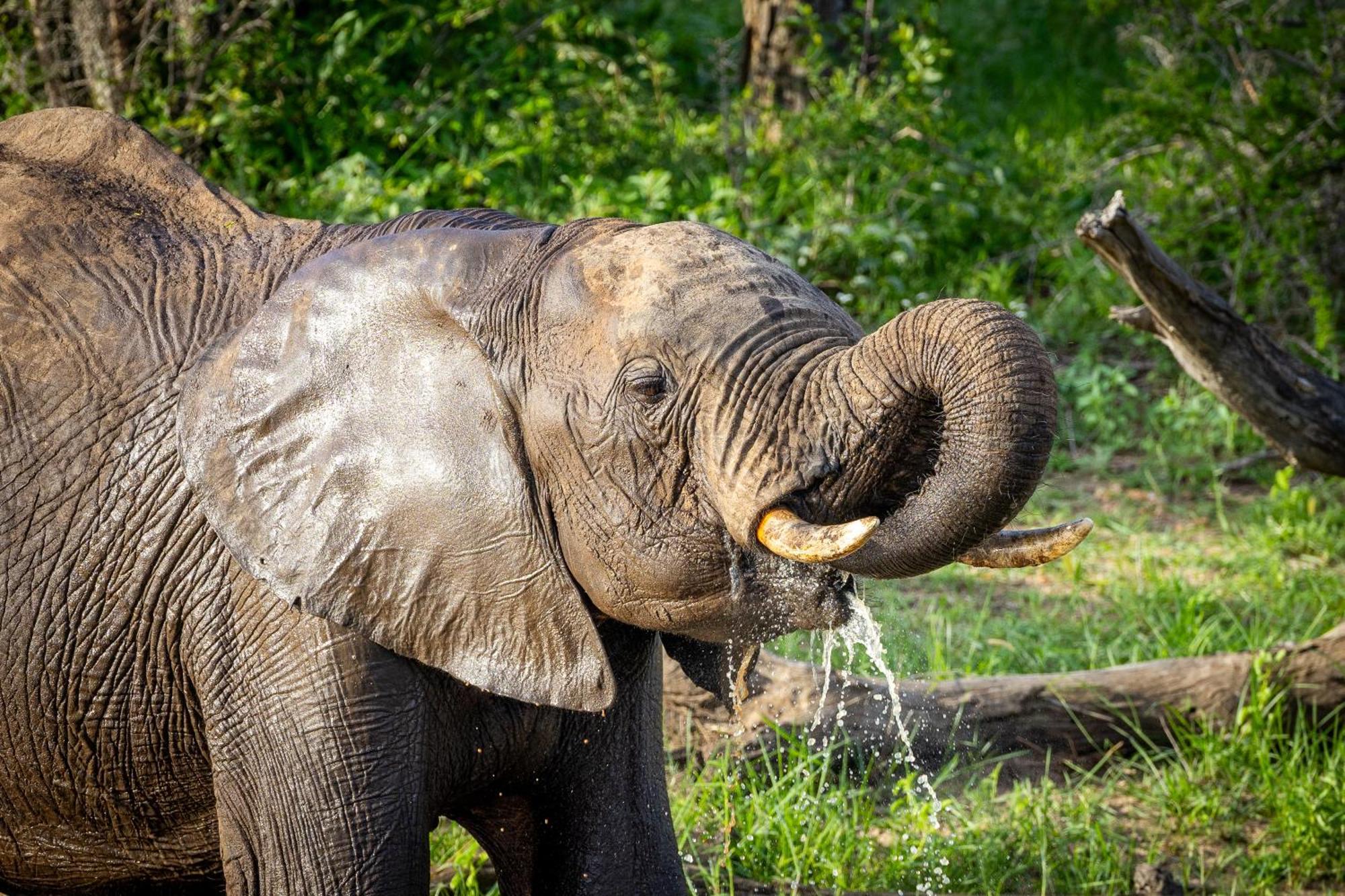 Tangala Safari Camp Villa Khu bảo tồn Khu bảo tồn Thornybush Game Reserve Ngoại thất bức ảnh
