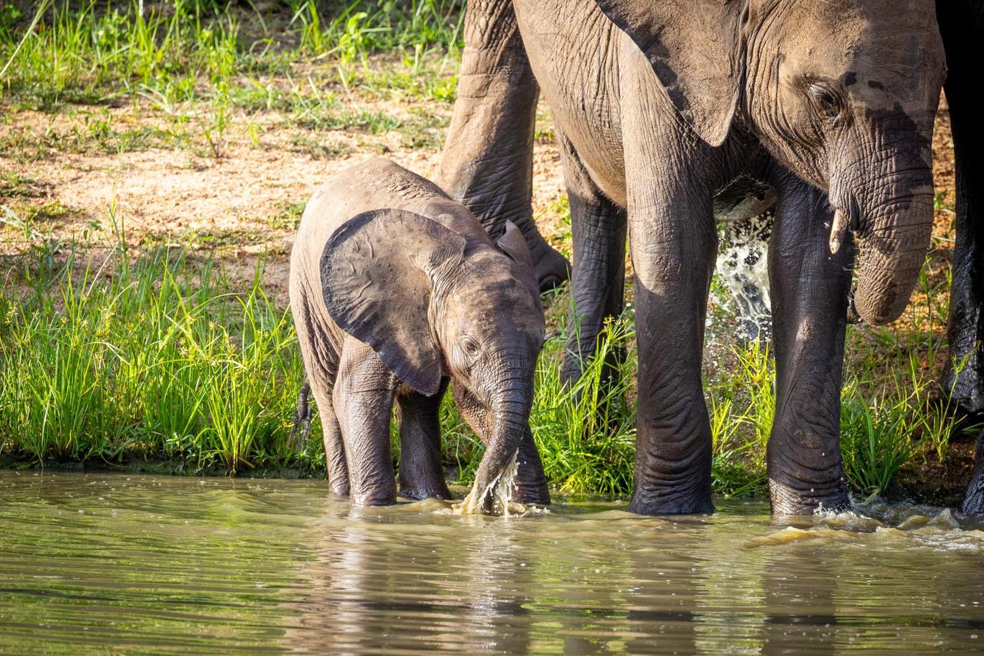 Tangala Safari Camp Villa Khu bảo tồn Khu bảo tồn Thornybush Game Reserve Ngoại thất bức ảnh