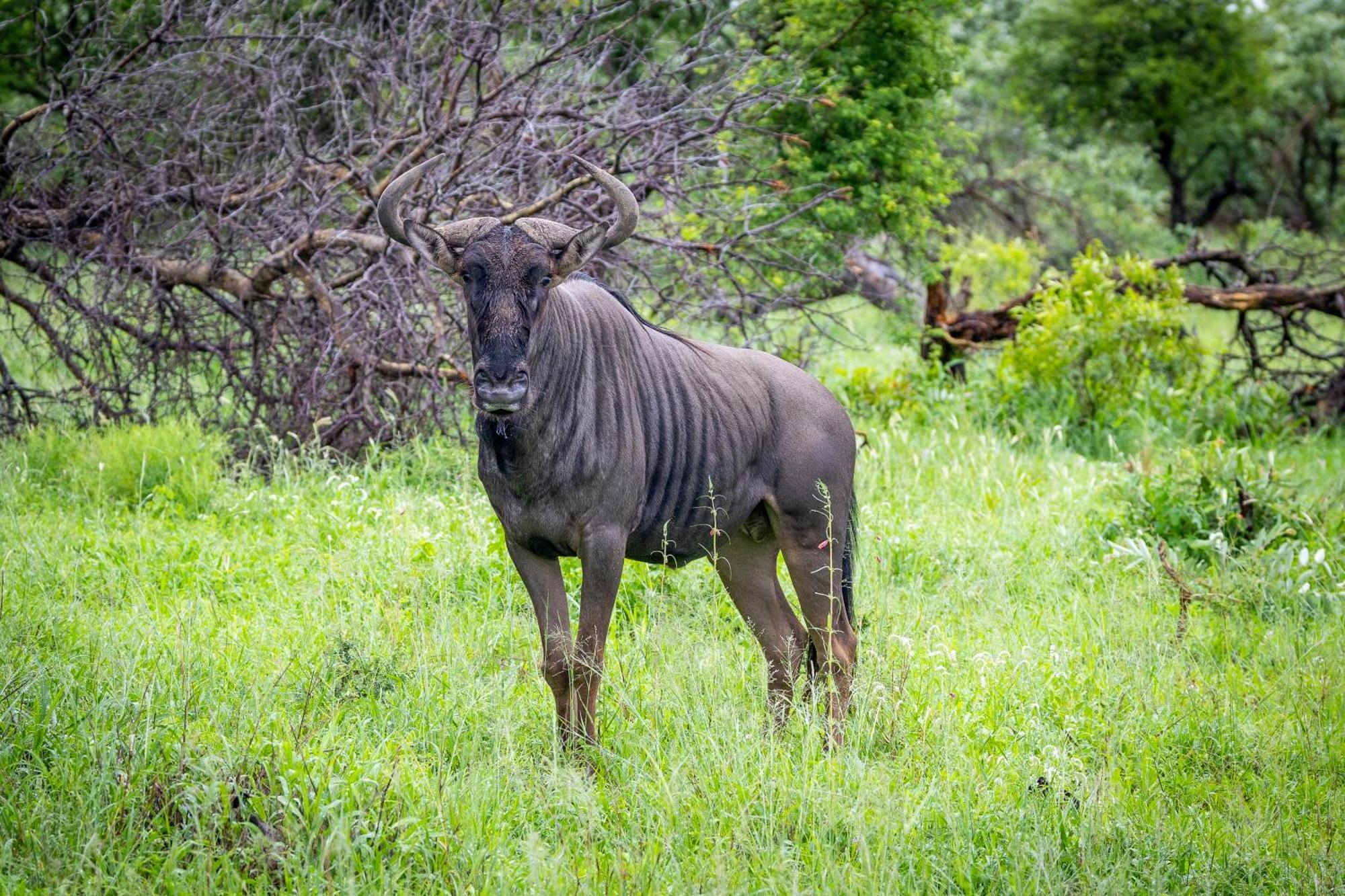 Tangala Safari Camp Villa Khu bảo tồn Khu bảo tồn Thornybush Game Reserve Ngoại thất bức ảnh