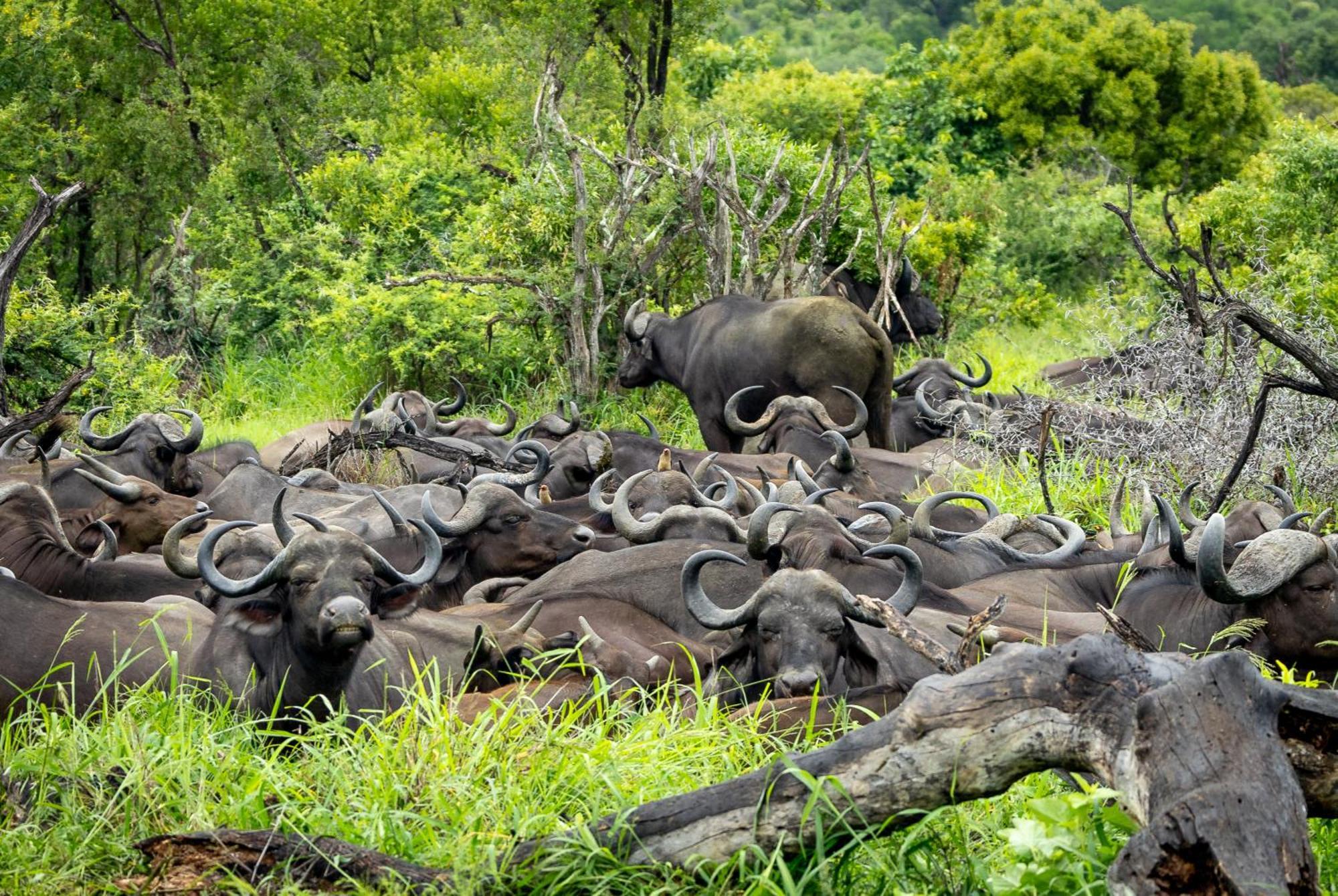 Tangala Safari Camp Villa Khu bảo tồn Khu bảo tồn Thornybush Game Reserve Ngoại thất bức ảnh