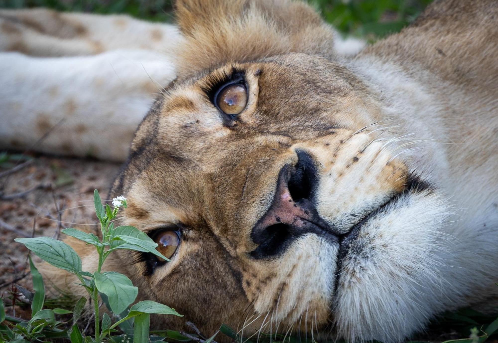 Tangala Safari Camp Villa Khu bảo tồn Khu bảo tồn Thornybush Game Reserve Ngoại thất bức ảnh