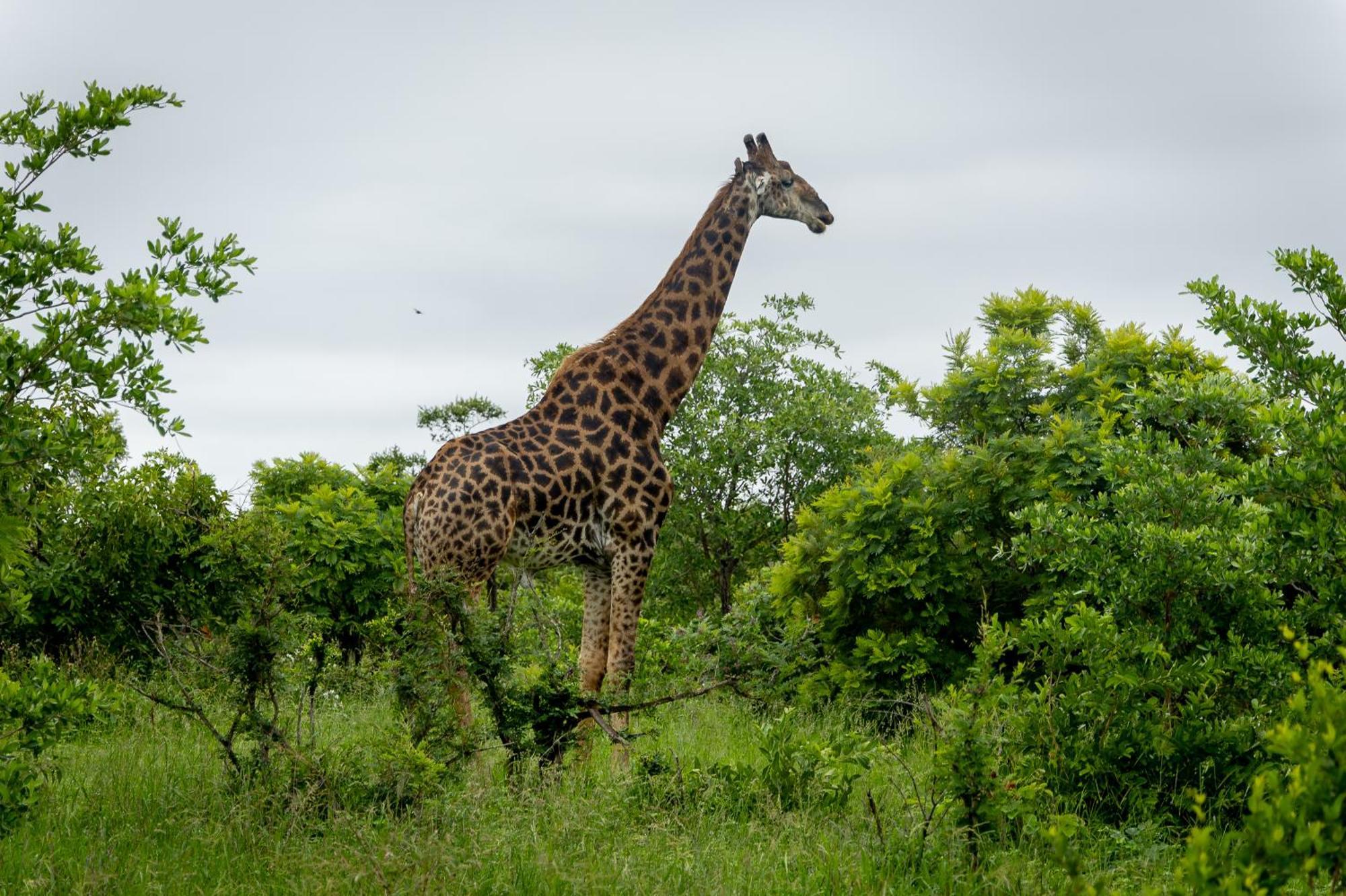 Tangala Safari Camp Villa Khu bảo tồn Khu bảo tồn Thornybush Game Reserve Ngoại thất bức ảnh
