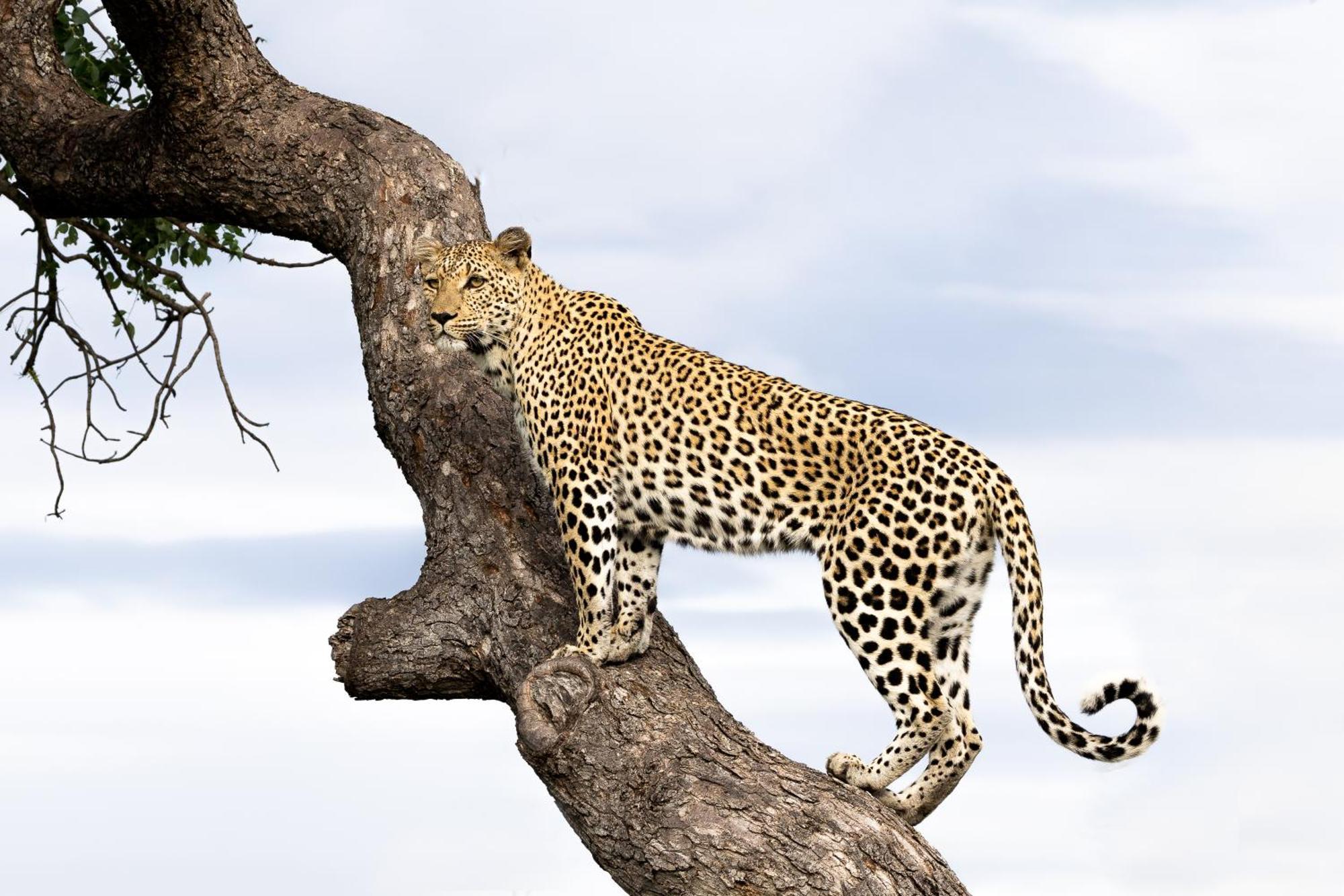 Tangala Safari Camp Villa Khu bảo tồn Khu bảo tồn Thornybush Game Reserve Ngoại thất bức ảnh