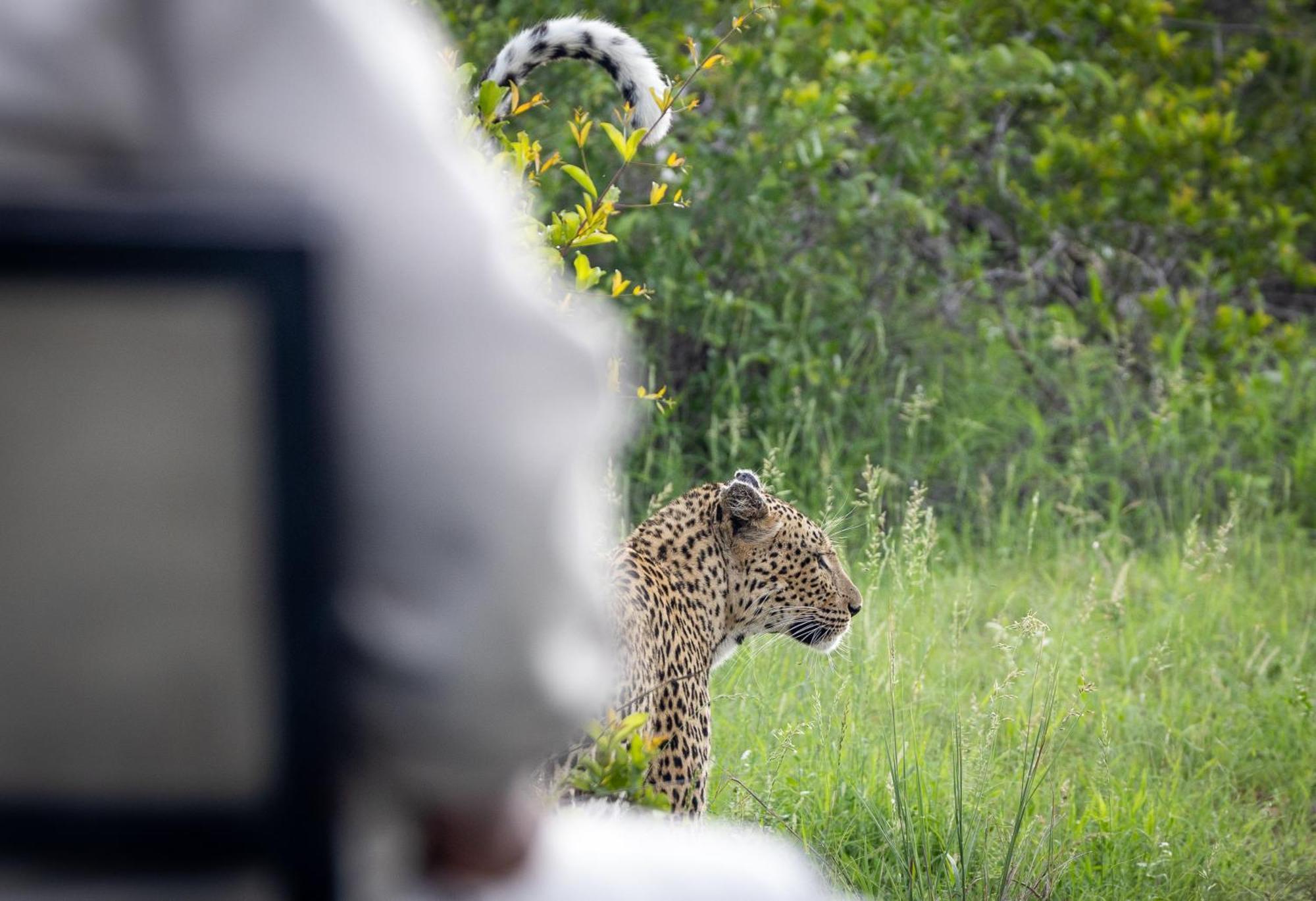 Tangala Safari Camp Villa Khu bảo tồn Khu bảo tồn Thornybush Game Reserve Ngoại thất bức ảnh