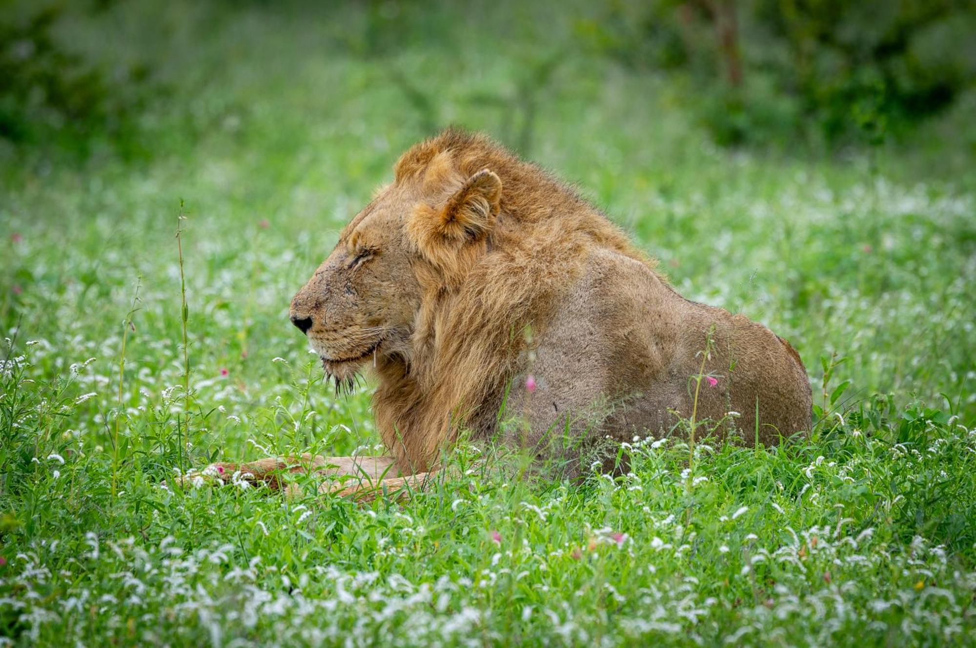 Tangala Safari Camp Villa Khu bảo tồn Khu bảo tồn Thornybush Game Reserve Ngoại thất bức ảnh