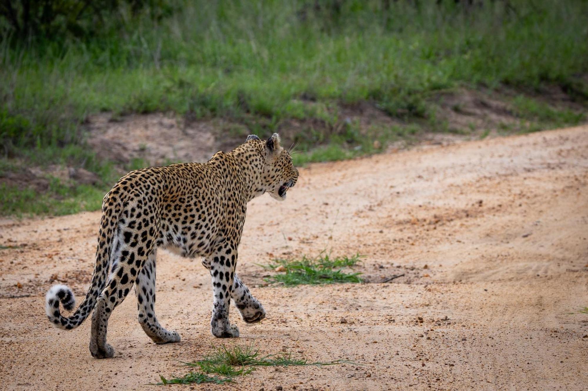 Tangala Safari Camp Villa Khu bảo tồn Khu bảo tồn Thornybush Game Reserve Ngoại thất bức ảnh