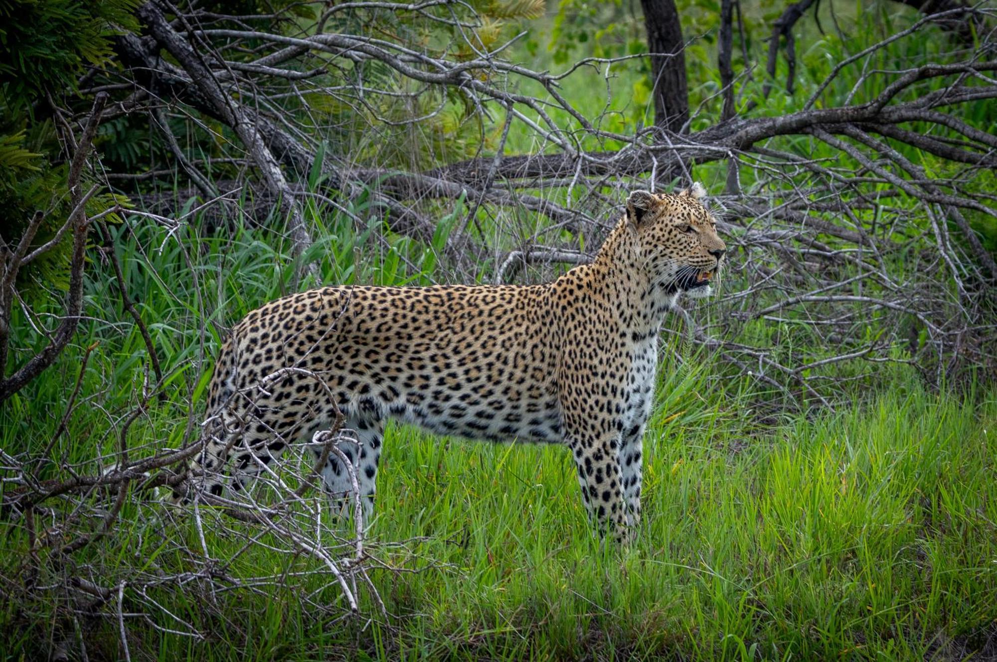 Tangala Safari Camp Villa Khu bảo tồn Khu bảo tồn Thornybush Game Reserve Ngoại thất bức ảnh