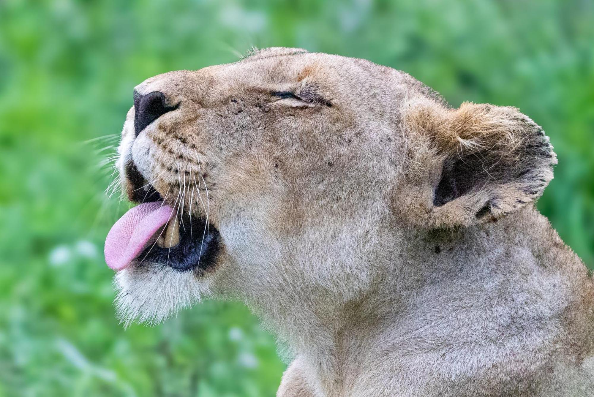 Tangala Safari Camp Villa Khu bảo tồn Khu bảo tồn Thornybush Game Reserve Ngoại thất bức ảnh