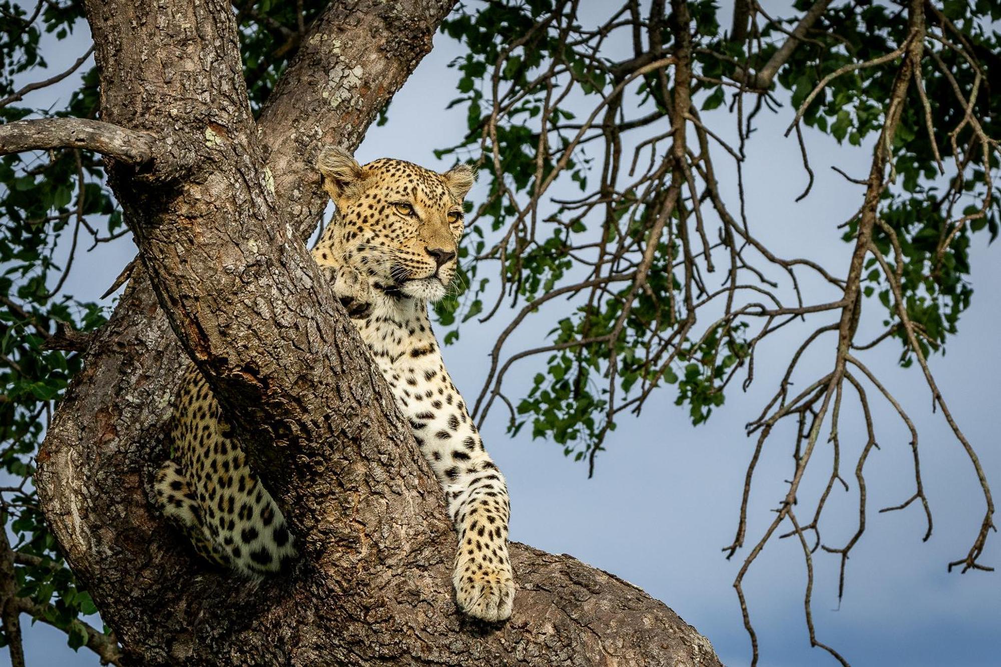 Tangala Safari Camp Villa Khu bảo tồn Khu bảo tồn Thornybush Game Reserve Ngoại thất bức ảnh