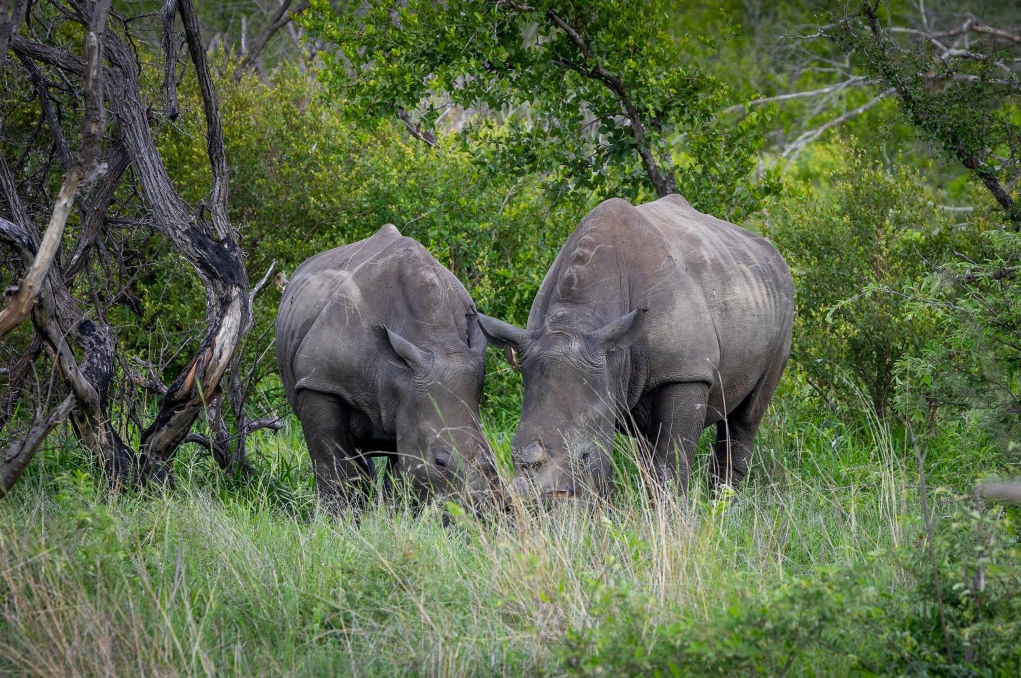Tangala Safari Camp Villa Khu bảo tồn Khu bảo tồn Thornybush Game Reserve Ngoại thất bức ảnh