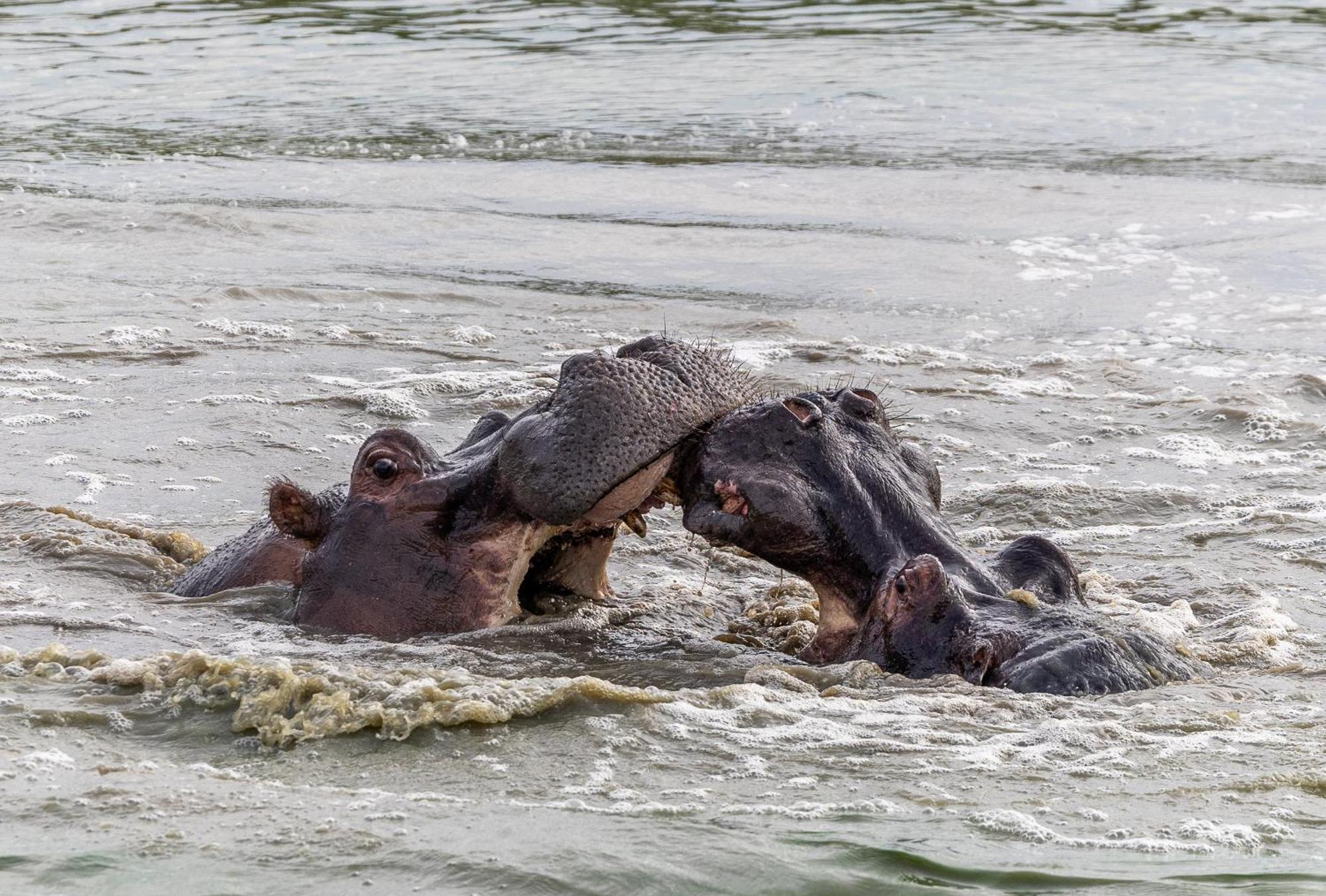 Tangala Safari Camp Villa Khu bảo tồn Khu bảo tồn Thornybush Game Reserve Ngoại thất bức ảnh